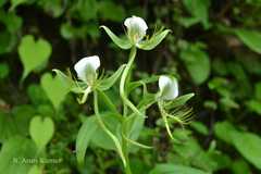 Habenaria intermedia
